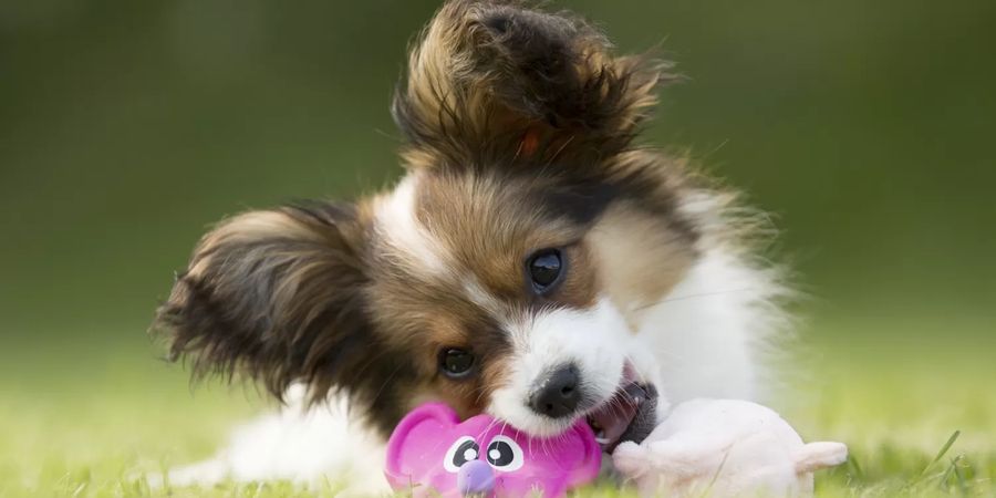 Continental Toy Spaniel Papillon (Erect ears)