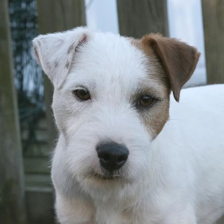 Parson Russell Terrier