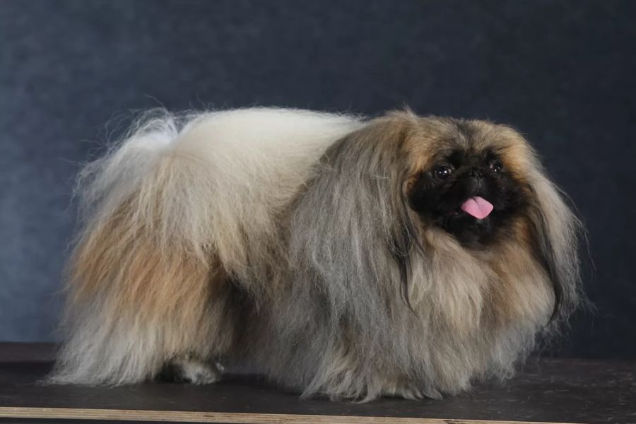 Pekingese