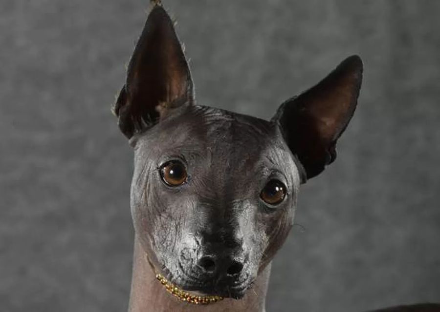 Peruvian Hairless Dog - Large