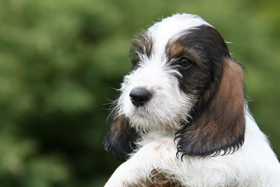 Petit Basset Griffon Vendeen