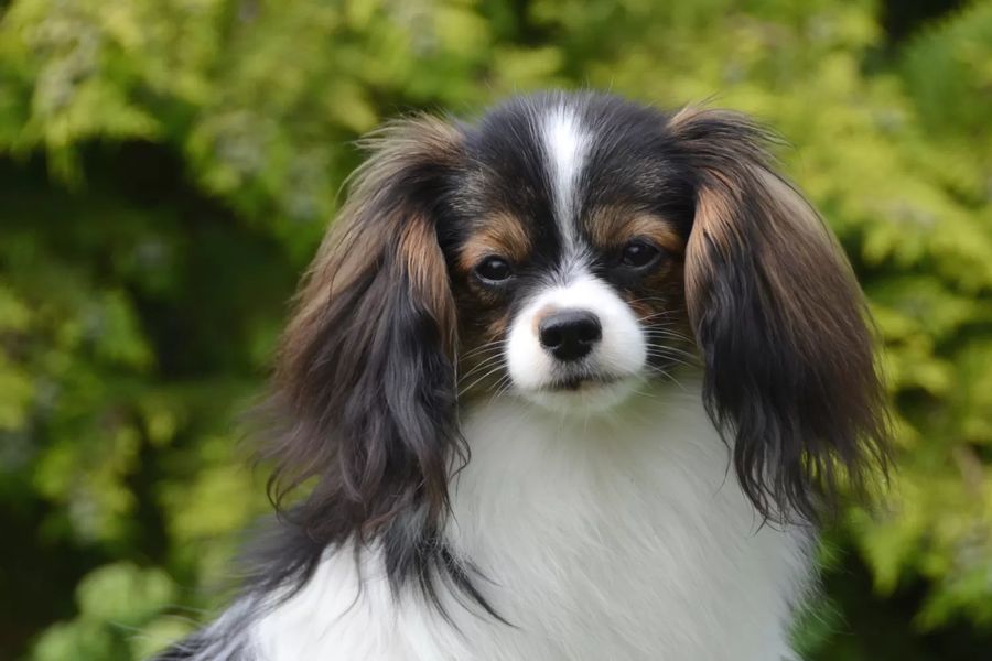Continental Toy Spaniel Phalène (Dropped ears)