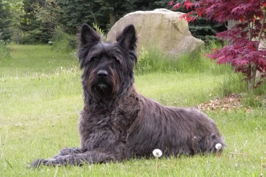 Picardy Sheepdog (Berger Picard)