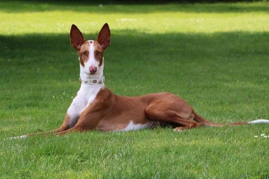 Podenco Ibicenco (Ibizan Hound) Smooth-haired
