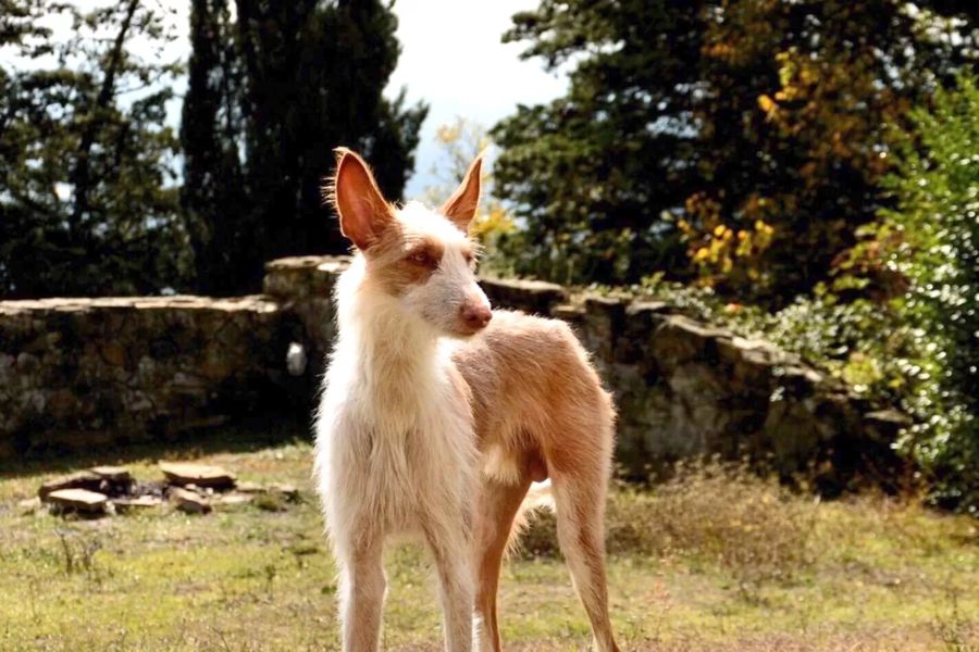 Podenco Ibicenco (Ibizan Hound) Rough-haired