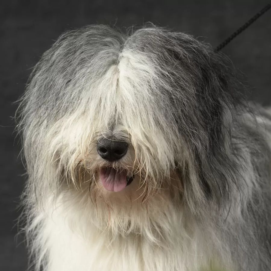 Polish Lowland Sheepdog