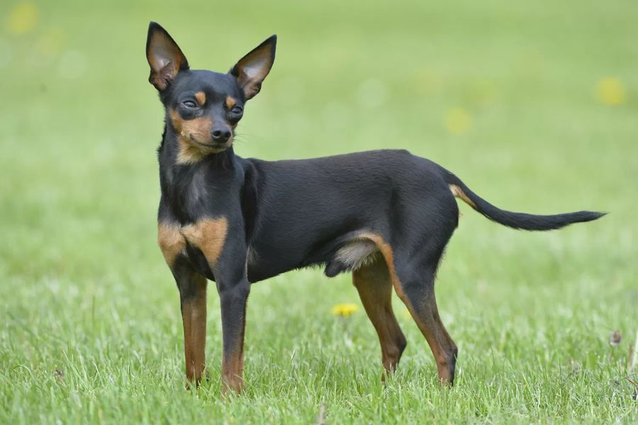 Prague Ratter