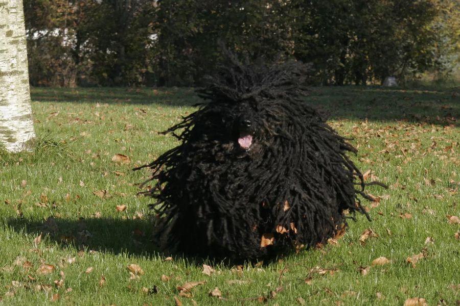 Puli -Pearl - white