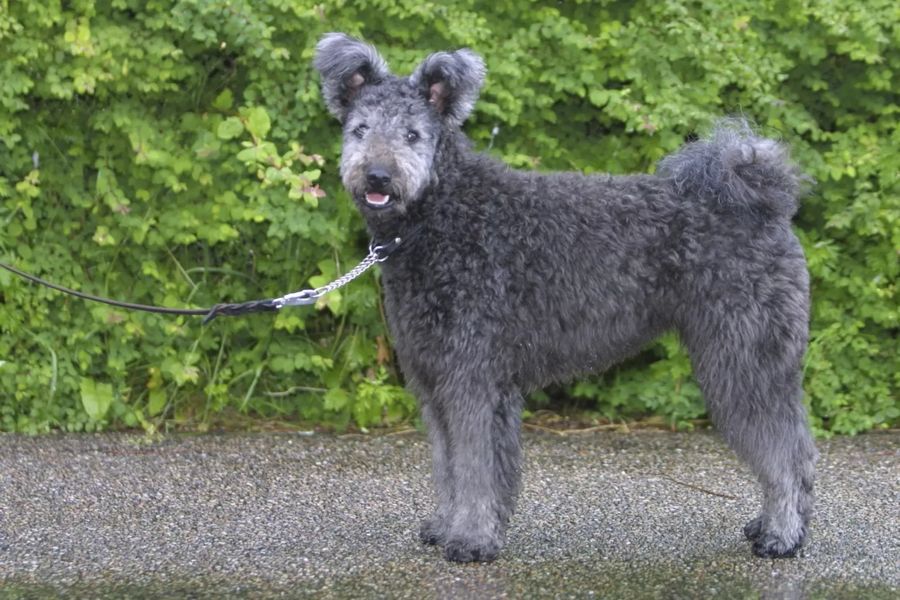 Pumi