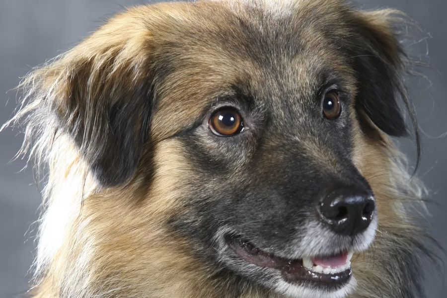 Pyrenean Sheepdog-Smooth Faced