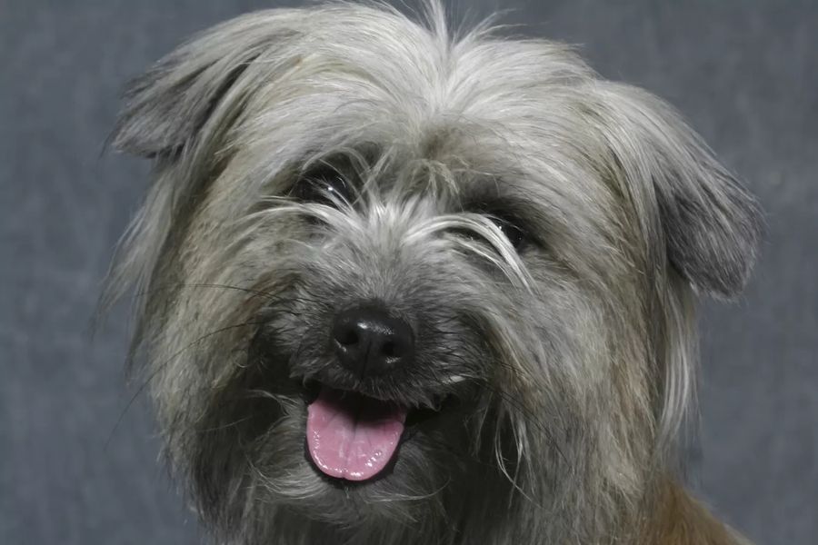 Pyrenean Sheepdog-Long Haired