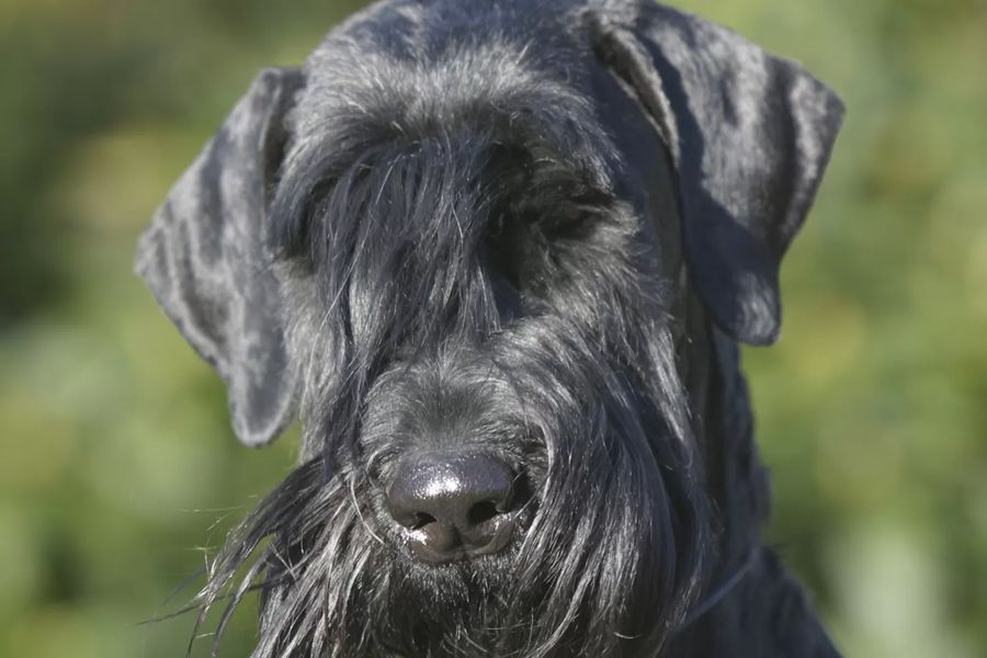 Giant Schnauzer Pure black