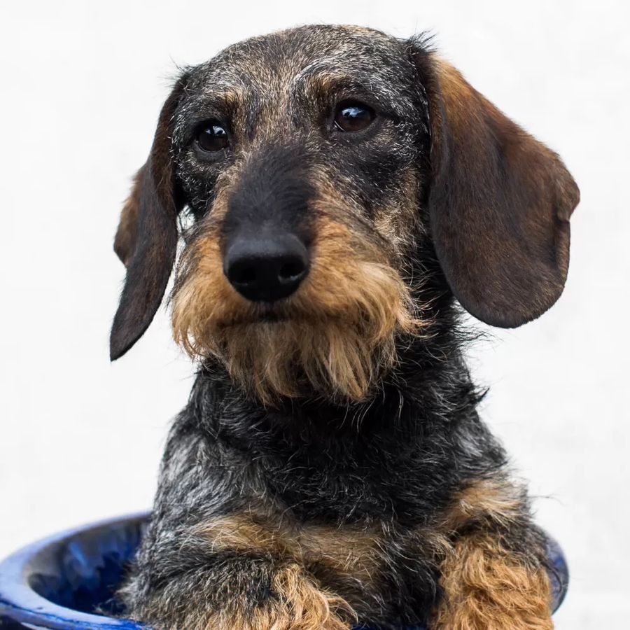 Dachshund Standard Smooth-haired