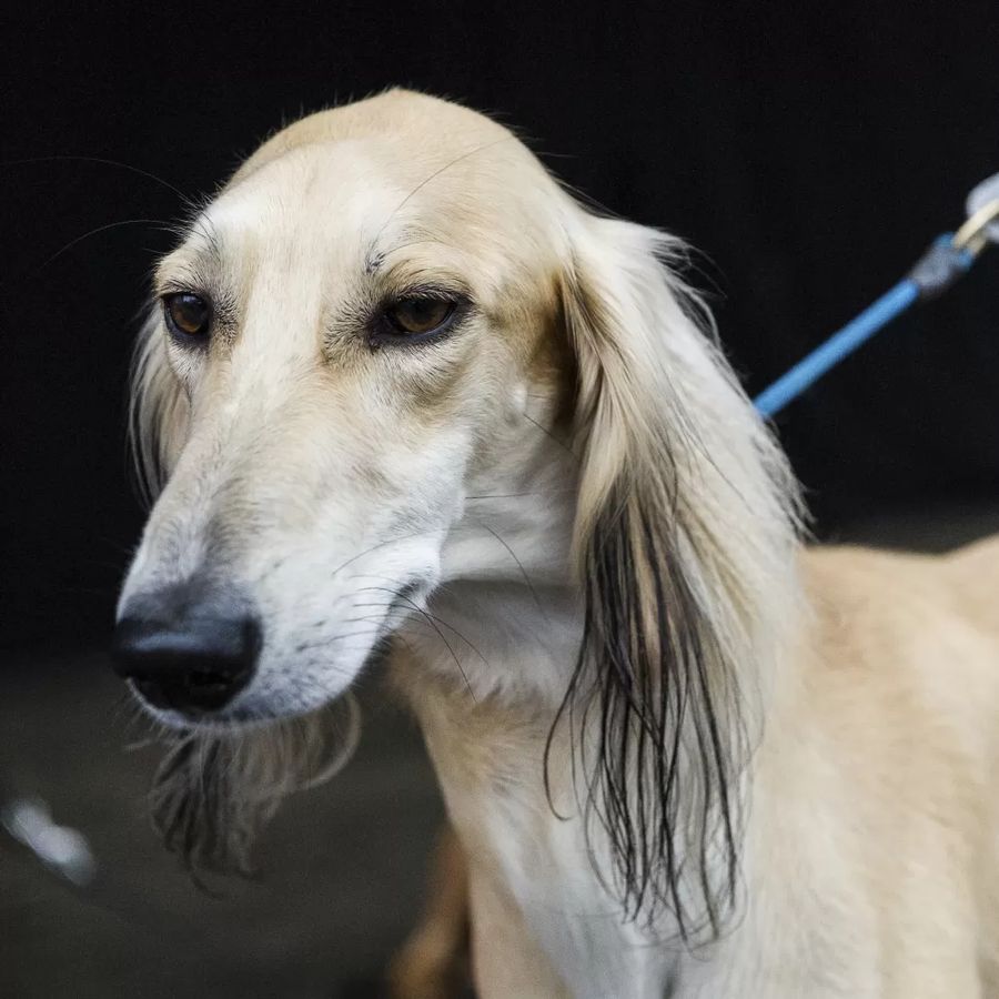 Saluki