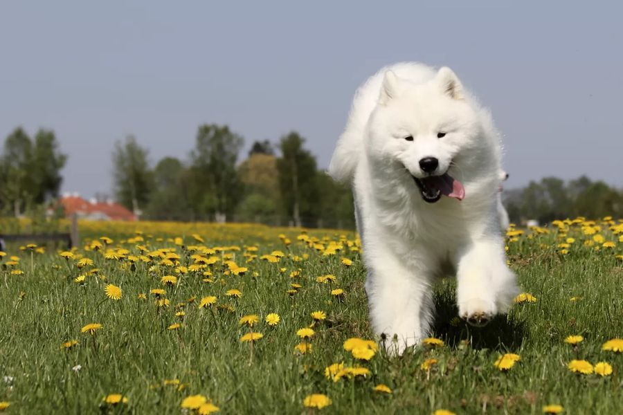 Samoyed