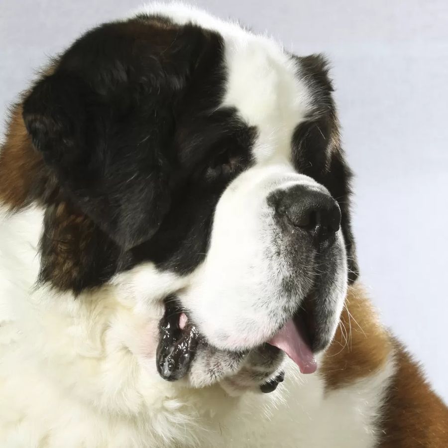 Saint-Bernard Long-haired