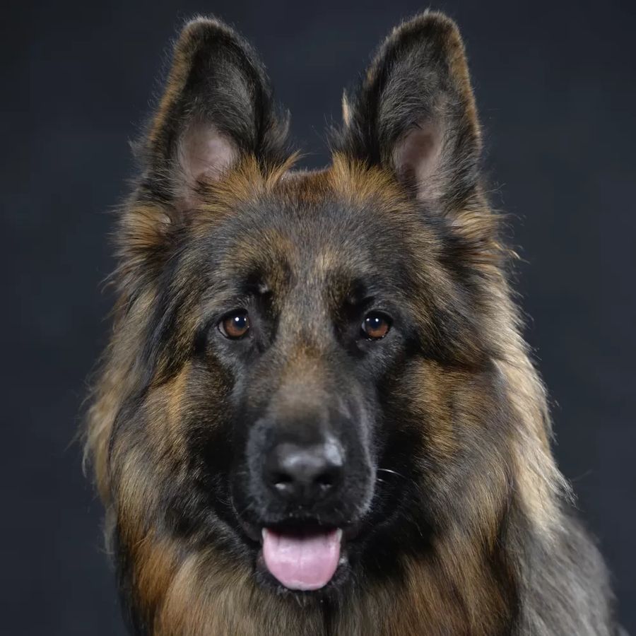 German Shepherd Dog Long and harsh outer coat