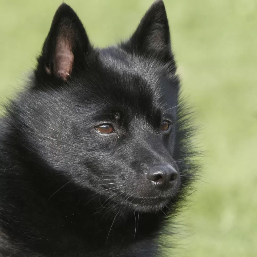 Schipperke