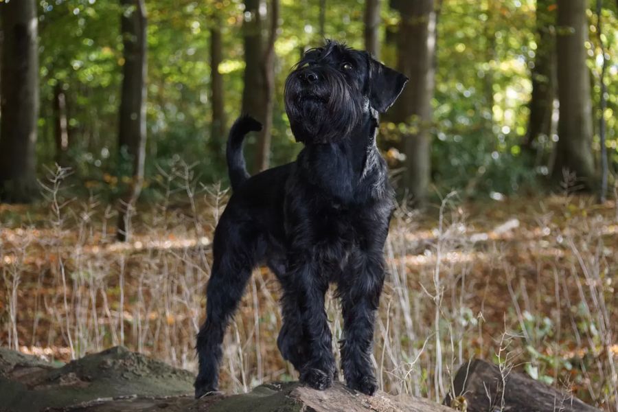 Giant Schnauzer Pepper and salt
