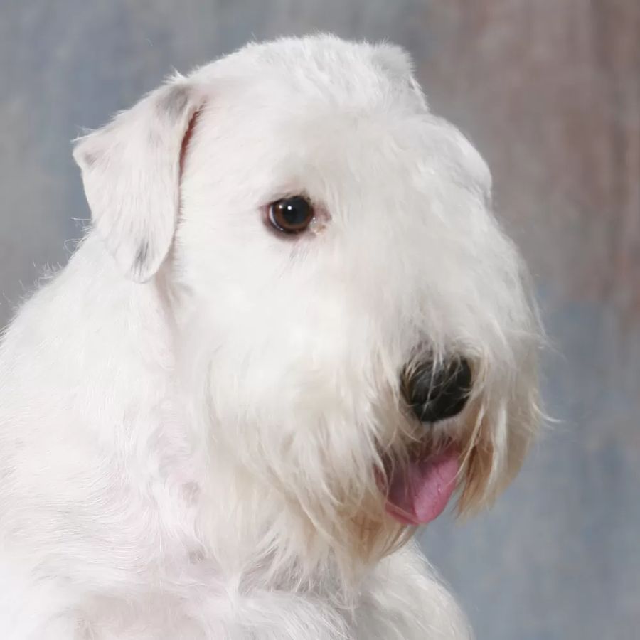 Sealyham Terrier