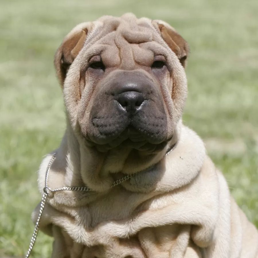 Shar Pei