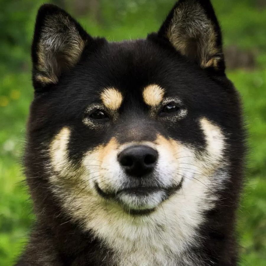Shiba