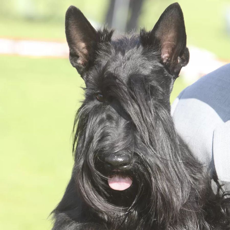 Scottish Terrier