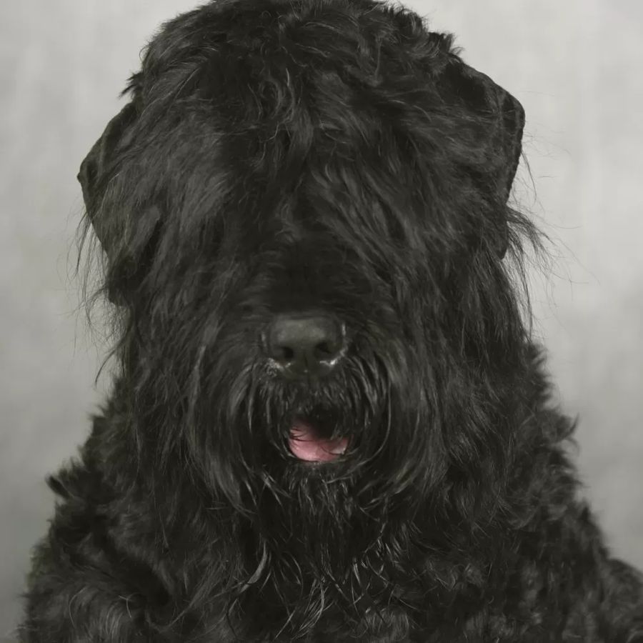 Black Russian Terrier
