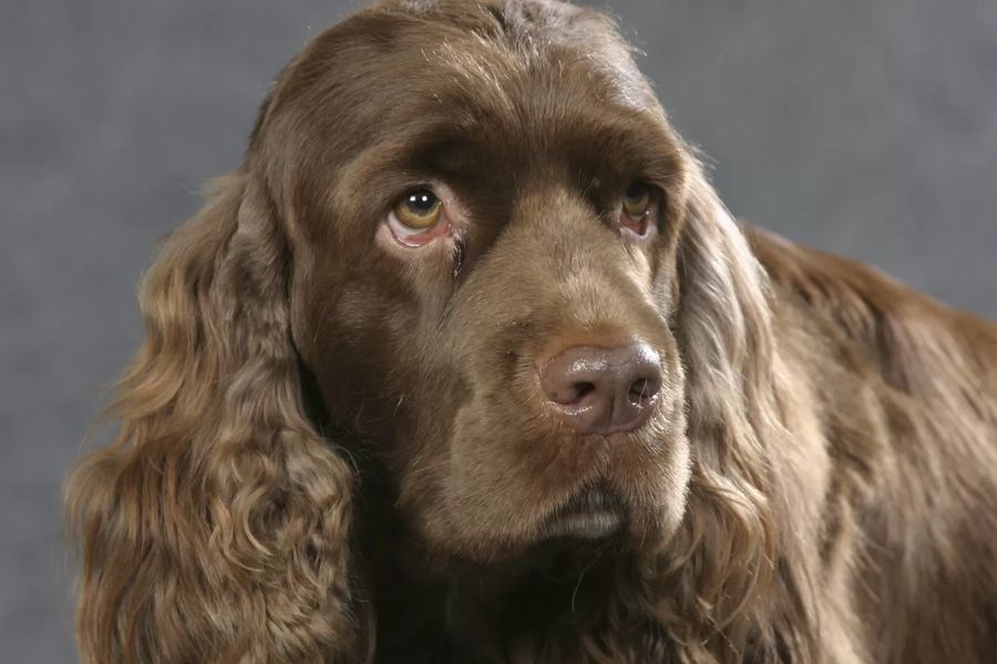 Sussex Spaniel