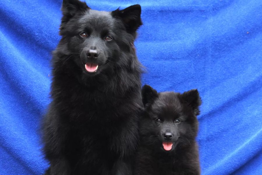 Swedish Lapphund