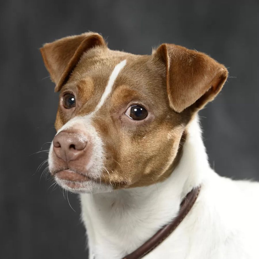 Brazilian Terrier