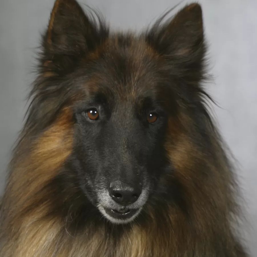 Belgian Shepherd Dog Tervueren