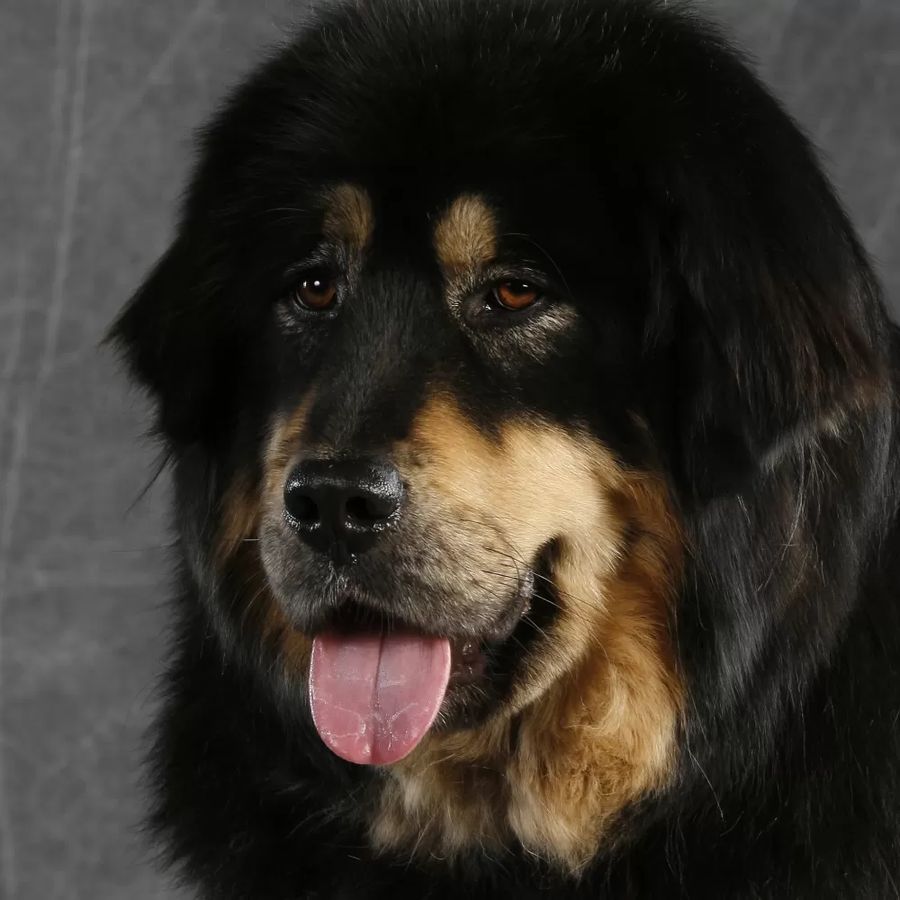 Tibetan Mastiff