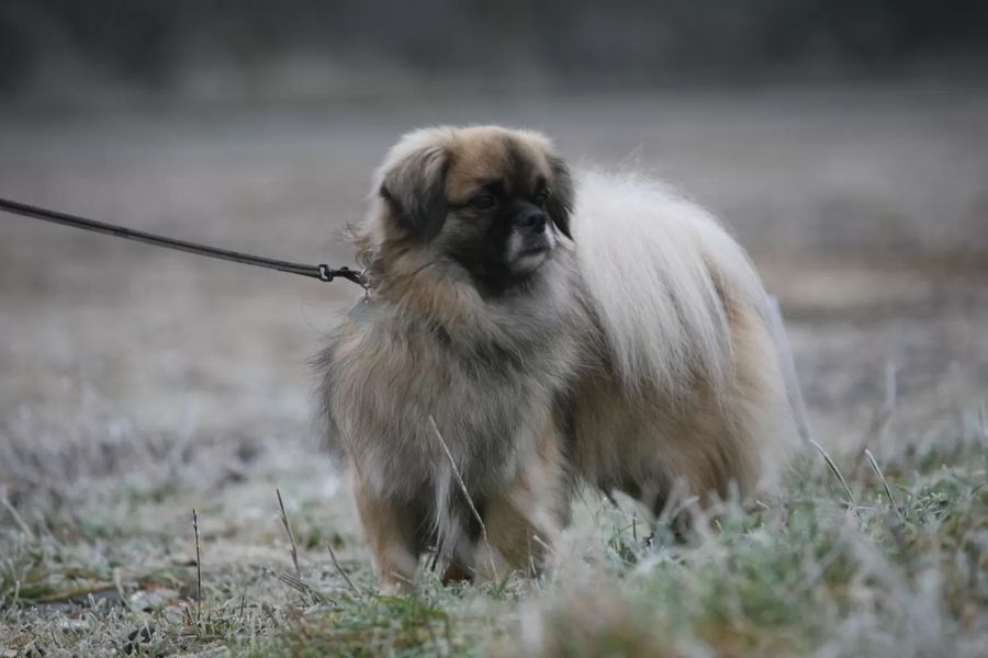 Tibetan Spaniel
