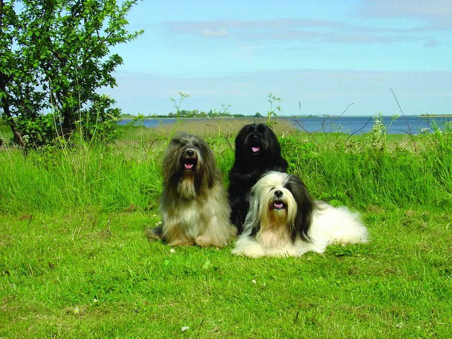 Tibetan Terrier