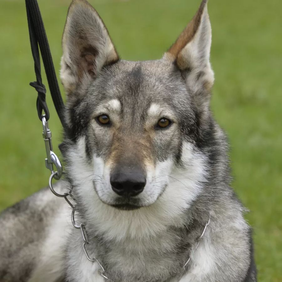 Czechoslovakian Wolfdog