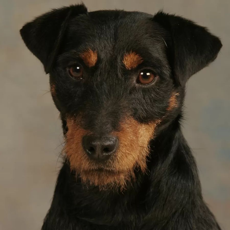 Jagdterrier (German Hunting Terrier)