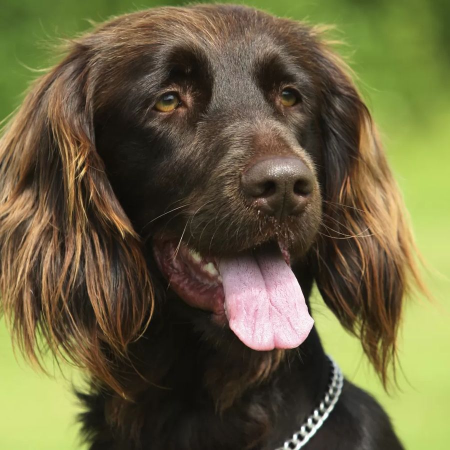Deutsch Langhaar (German Longhaired Pointer)