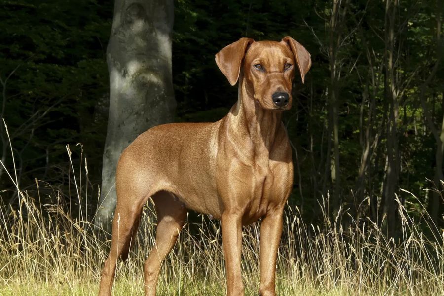 German Pinscher Self Coloured: Deer Red, Reddish-Brown To Dark Red Brown