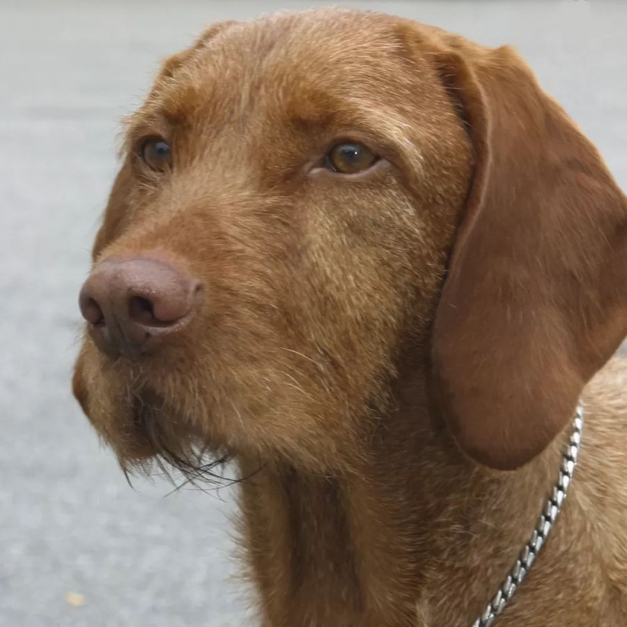 Vizsla (Hungarian Wirehaired Pointer)