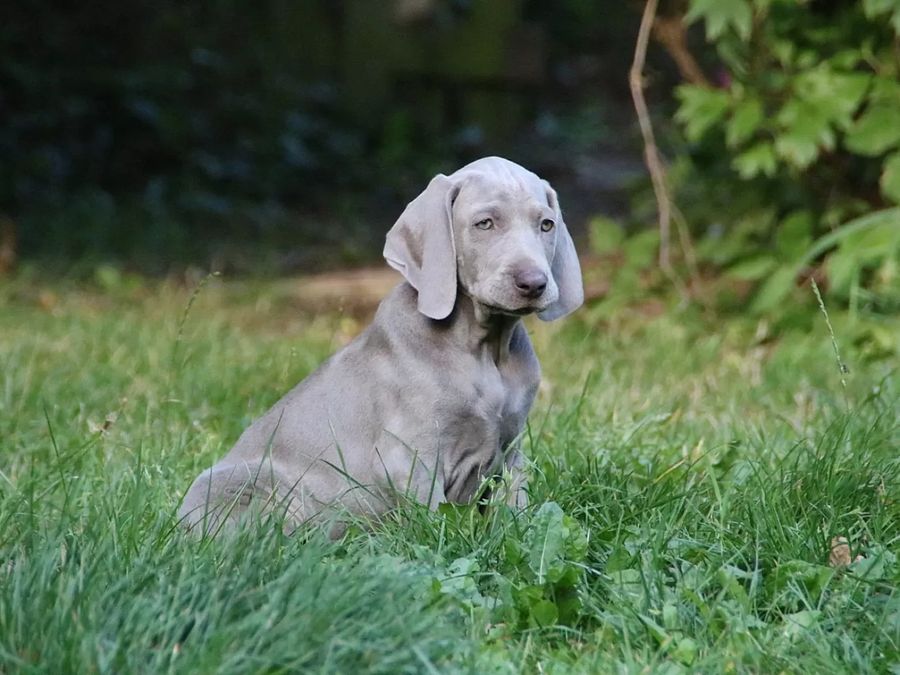 Weimaraner Short-haired