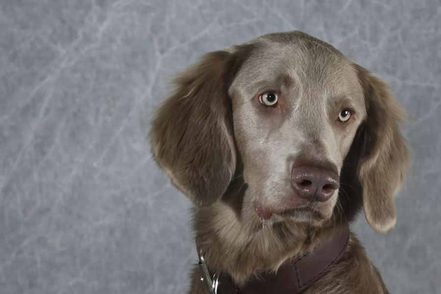 Weimaraner Long-haired