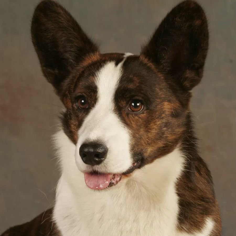 Welsh Corgi Cardigan