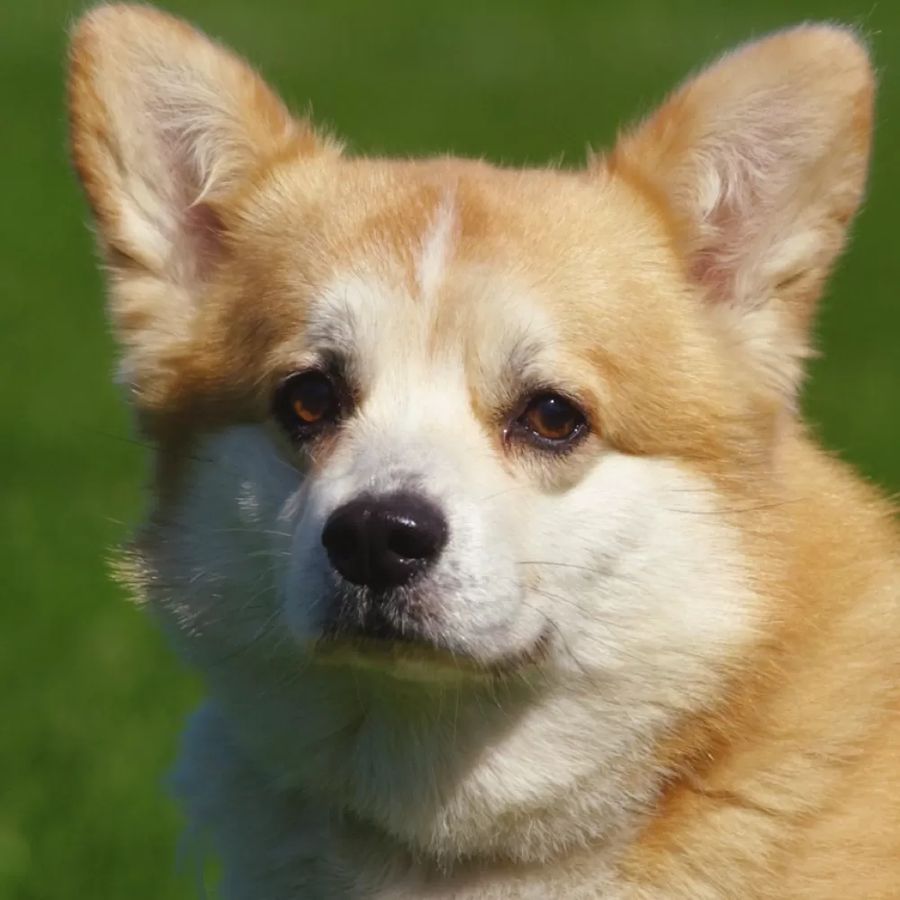 Welsh Corgi Pembroke
