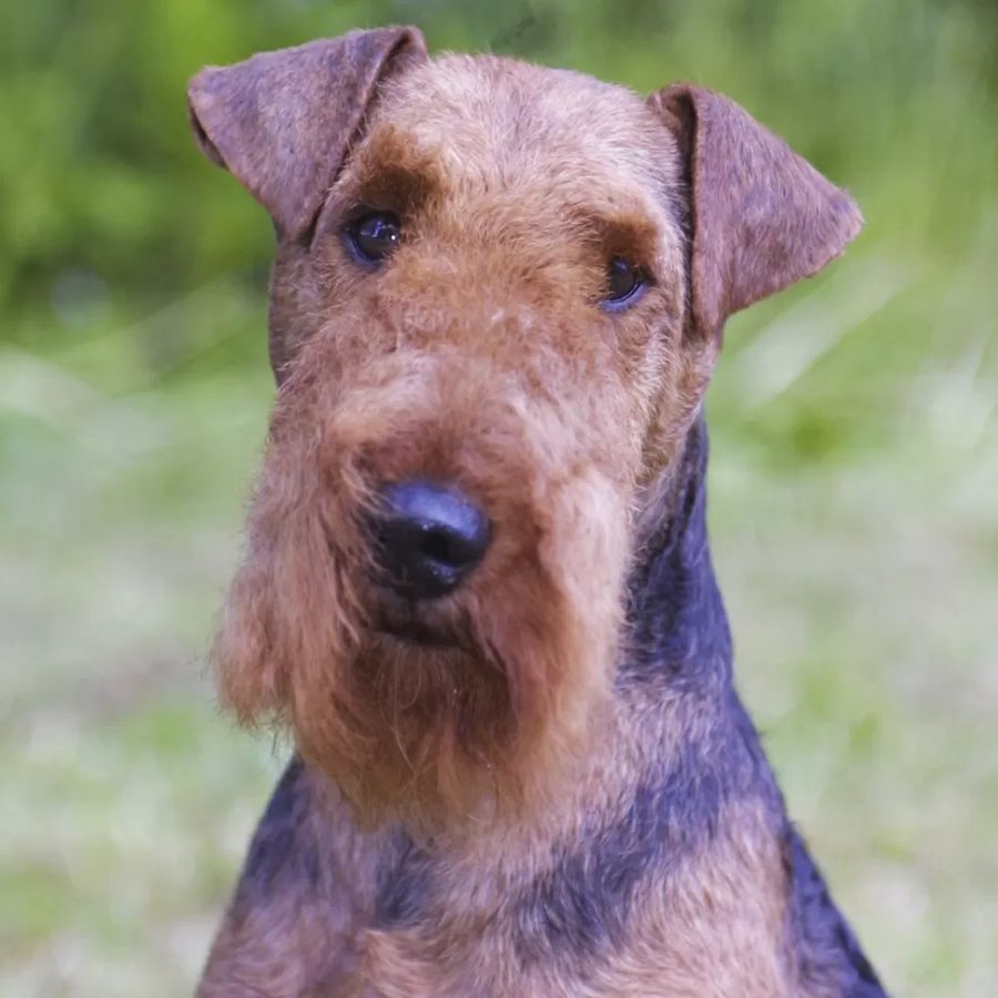 Welsh Terrier
