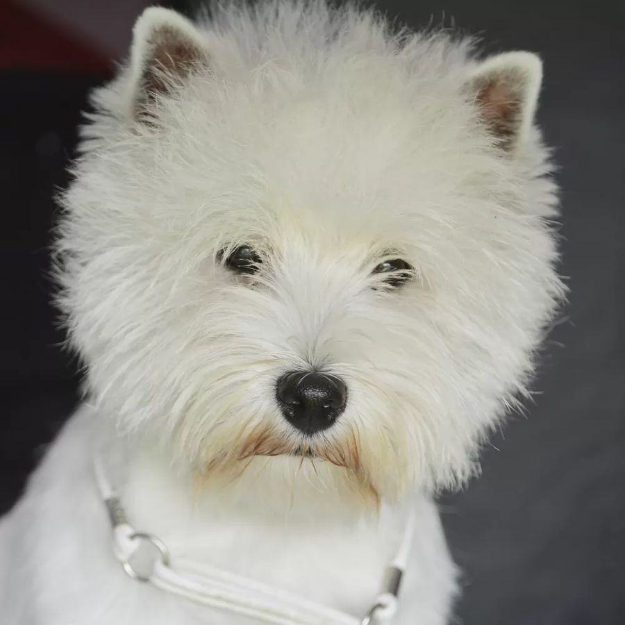 West Highland White Terrier