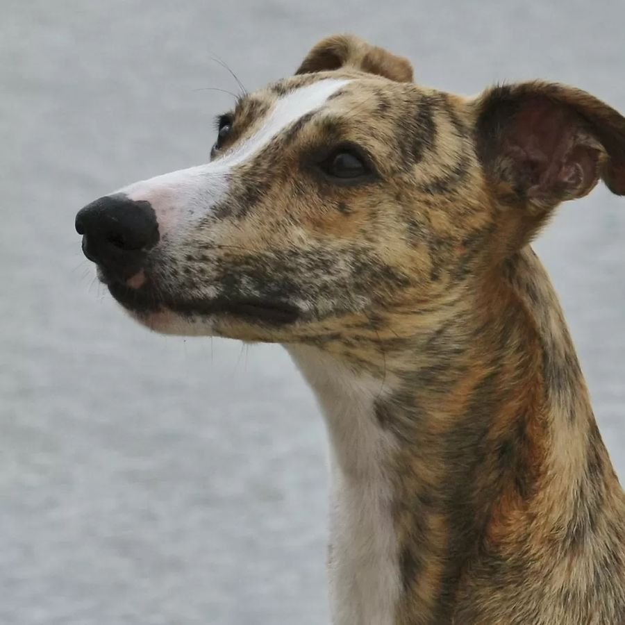 Whippet