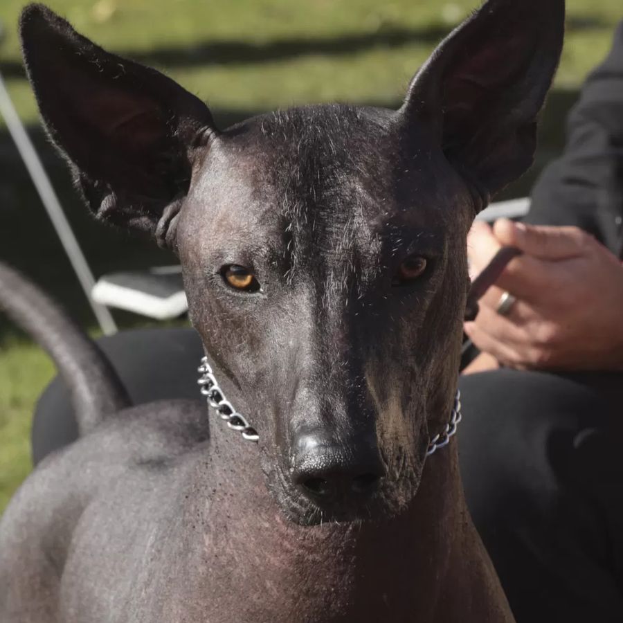 Xoloitzcuintle Intermediate