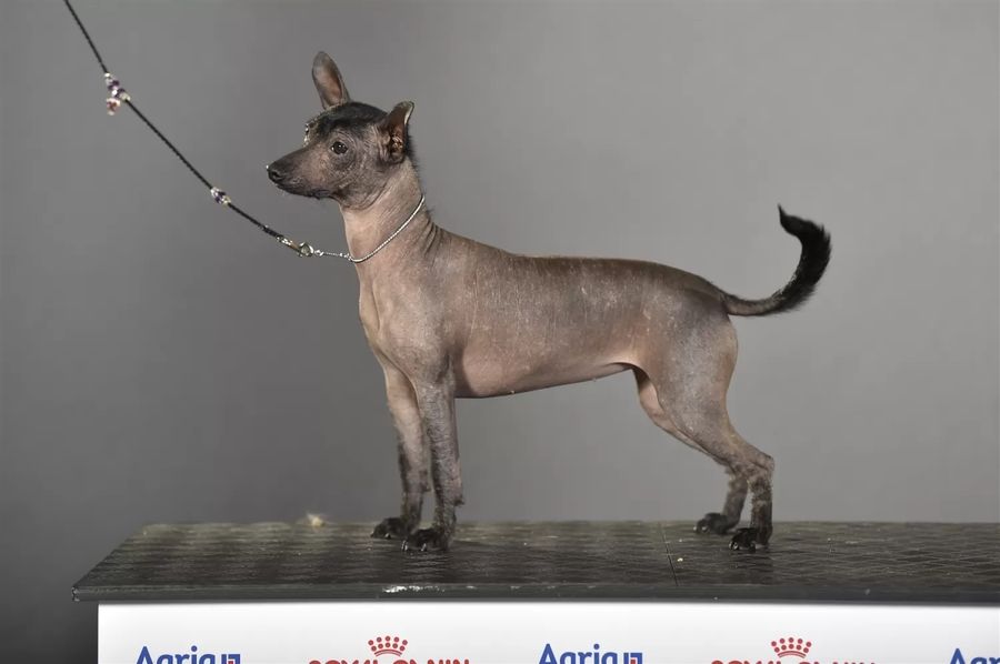 Xoloitzcuintle Miniature
