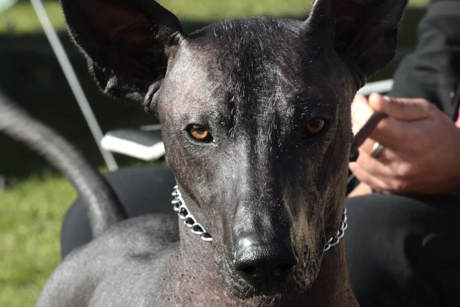 Xoloitzcuintle Standard